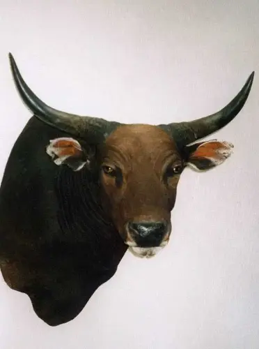 Banteng 1