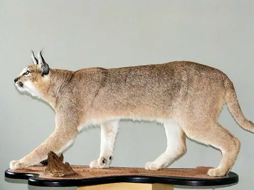Caracal 1