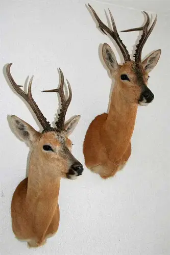 sibirischer Rehbock 2