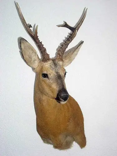 sibirischer rehbock 1